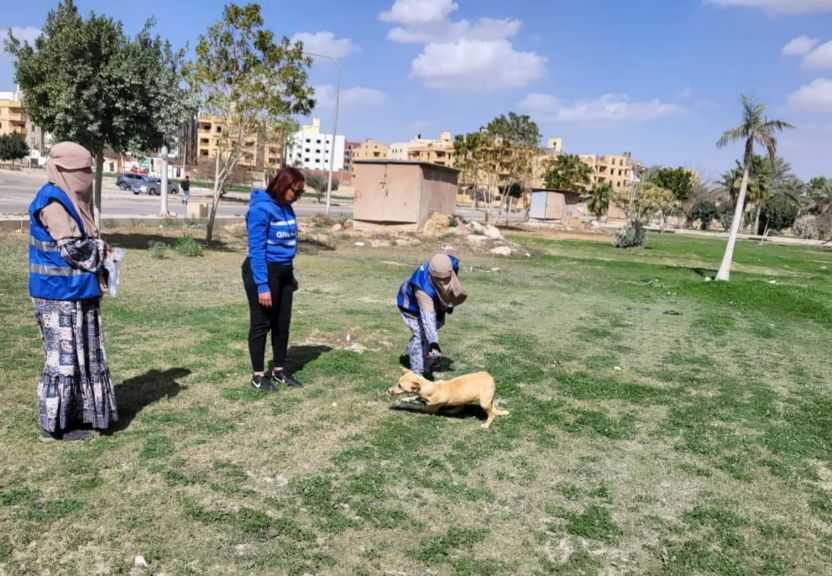 ”الخدمات البيطرية” تُحصن وتُعقم 11642 كلبًا منذ يناير وحتى الآن