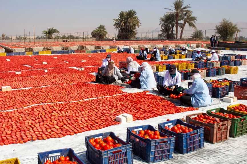 ”متبقيات المبيدات” يُحلل 34.5 ألف عينة من السلع الغذائية خلال يناير