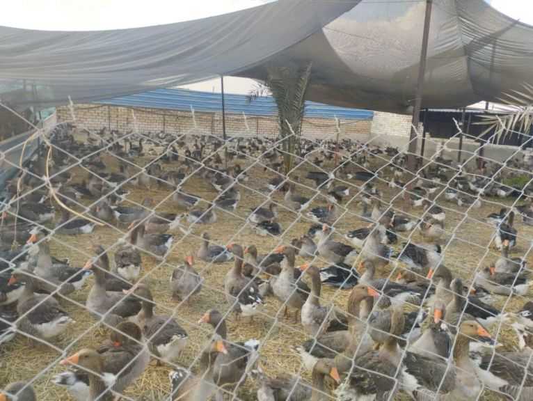 ”الخدمات البيطرية” تَمر على 654 مزرعة دواجن.. وتؤكد: نسب النفوق المرصودة طبيعية