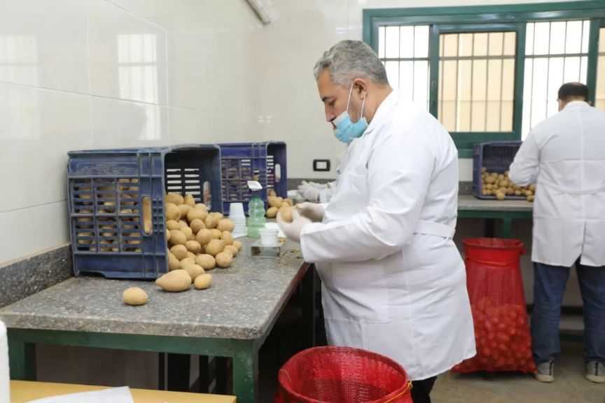 ”الزراعة” تفحص 289.9 طنًا بطاطس معدة للتصدير خلال فبراير| صور