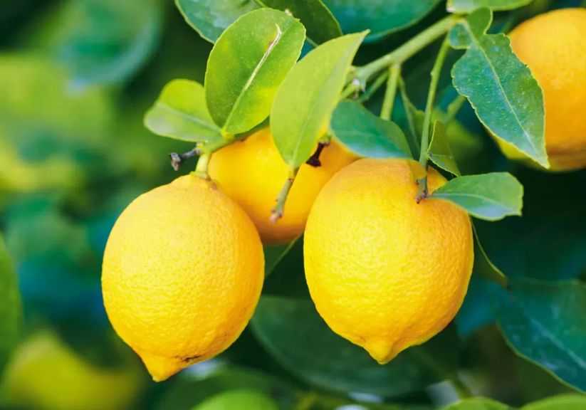 توقعات بنمو صادرات الحمضيات لجنوب أفريقيا بنسبة 5% رغم تحديات الحرب