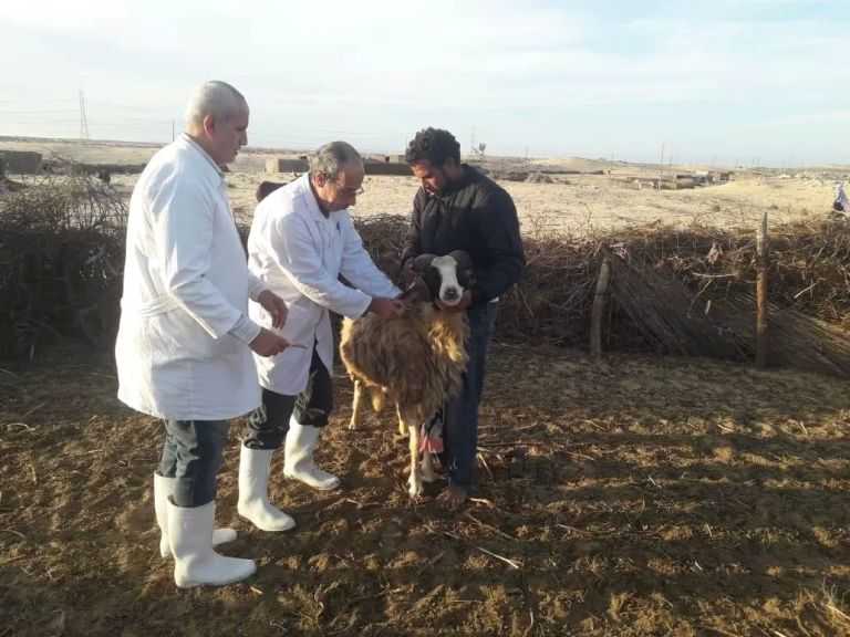 ”الخدمات البيطرية” تُحصن أكثر من 3 ملايين رأس ماشية منذ نهاية مارس