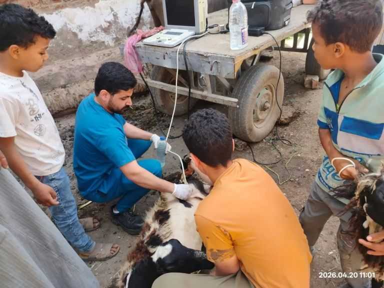 ”الزراعة” تطلق 5 قوافل بيطرية مجانية بسوهاج| صور