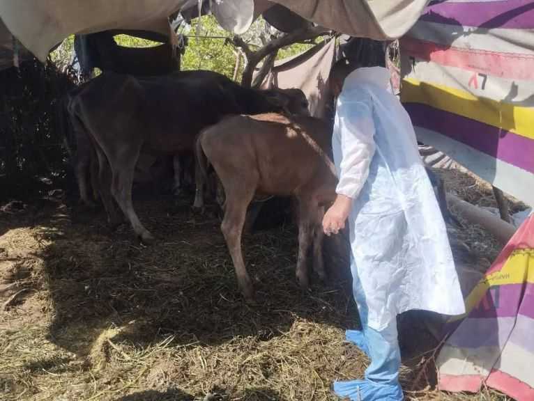 ”الخدمات البيطرية”: تحصين 2.4 مليون رأس ماشية ضد الحمى القلاعية والوادي المتصدع