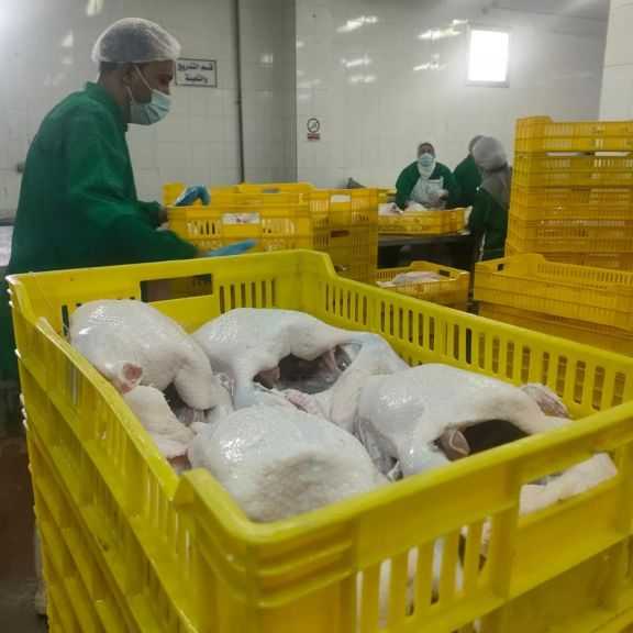 ”الخدمات البيطرية”: أوزان الدواجن المذبوحة داخل المجازر المعتمدة يتجاوز 11 مليون كجم خلال أبريل| صور