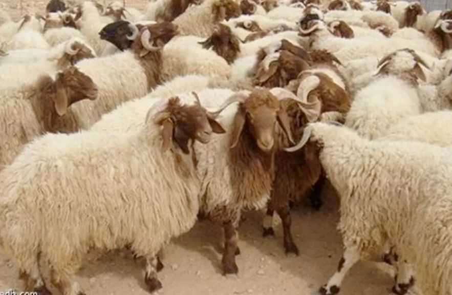 ”التموين” تطرح كميات ضخمة من اللحوم بمنافذها و20 شادرًا للخراف الحية استعدادًا للعيد