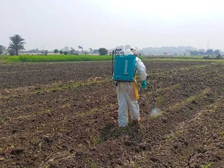 ”الزراعة” تُنفذ حملة مكثفة لحماية المحاصيل من الآفات الحشرية باستخدام المبيدات الحيوية