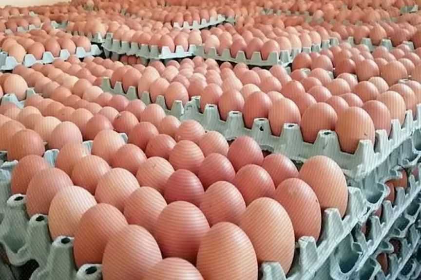 ”الزراعة: تحقيق اكتفاء ذاتي من بيض المائدة.. ونفاذ الصادرات الزراعية إلى 170 سوقًا