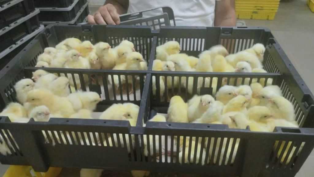 ”الخدمات البيطرية” تمر على 715 مزرعة دواجن خلال يونيو ضمن برامج التقصي الوبائي| صور