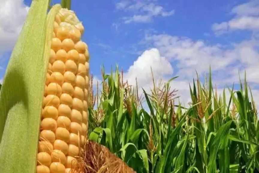 صادرات الذرة الأرجنتينية تتضاعف إلى 6.6 مليون طن في أغسطس