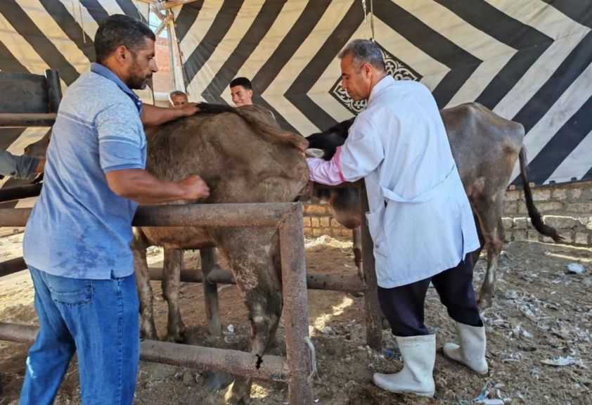 ”الخدمات البيطرية” تنفذ التلقيح الاصطناعي لأكثر من 39 ألف رأس