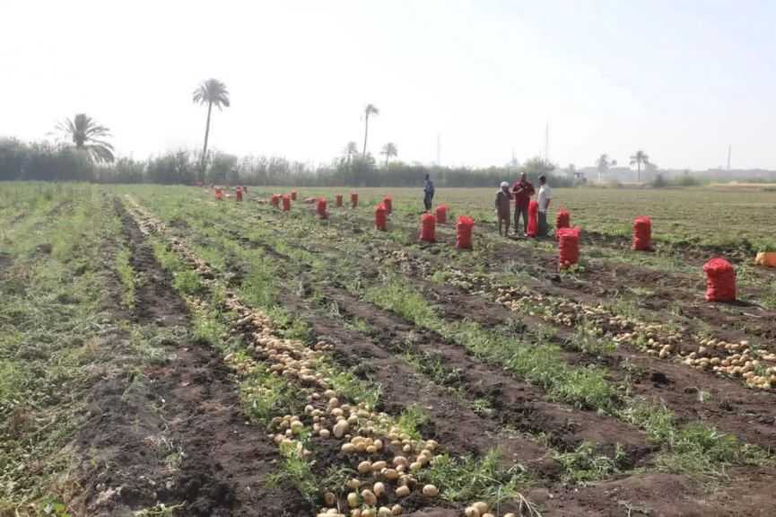 ”منتجي ومصدري الحاصلات البستانية” يُتابع انطلاق موسم البطاطس بالغربية