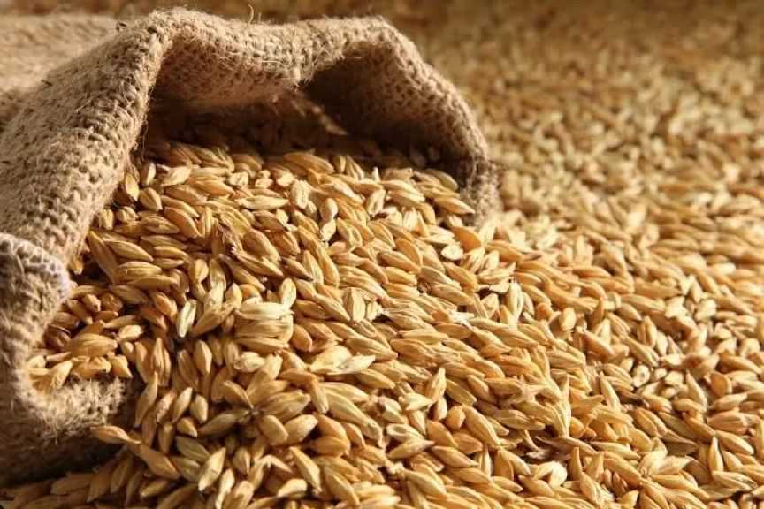 صادرات الشعير الكندية تسجل أعلى مستوى في 5 سنوات بدعم الطلب الصيني