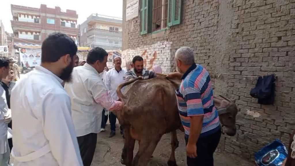 ”الخدمات البيطرية” تقدم خدمات الرعاية التناسلية لأكثر من 39 ألف رأسًا والتلقيح الاصطناعي لـ41 ألف رأسًا