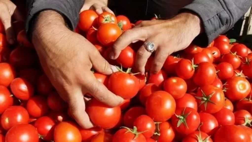 مجلس الوزراء يرد على مزاعم حول إصابة 70% من محصول الطماطم بحشرة ”التوتا أبسلوتا”