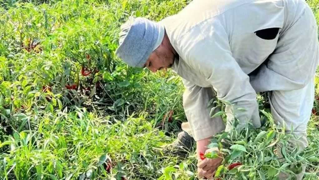 مركز المناخ يحذر المزارعين من زيادة مخاطر الأمراض الفطرية خلال أكتوبر
