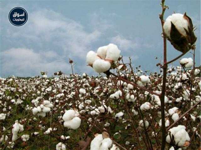 الإحصاء: زيادة الاستهلاك المحلي من القطن 91.5% في الربع الثالث من الموسم..