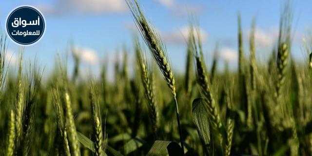 تواجه أوكرانيا أبطأ عملية نمو بذر القمح الشتوي منذ 10 سنوات..