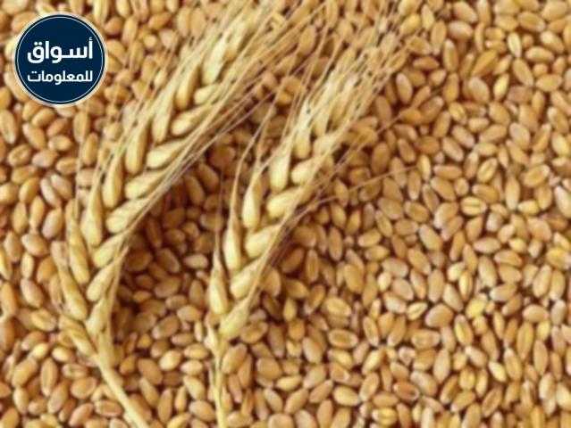 «السلع التموينية»: ندرس العرض الكرواتd لتصدير القمح.. والرد أكتوبر المقبل..