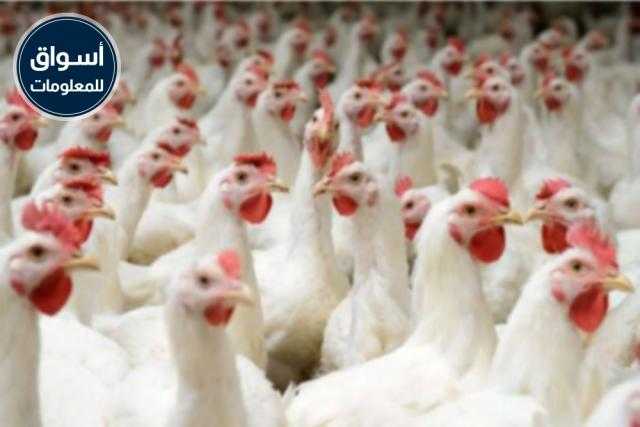 أسعار الدواجن والبيض اليوم الأحد 6 سبتمبر 2020..
