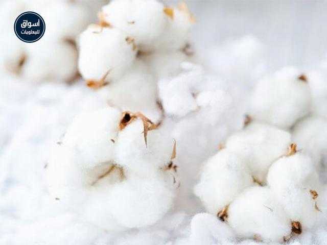 موسم جني القطن .. كيف يبيع المزارعون محصولهم في المنظومة الجديدة؟..