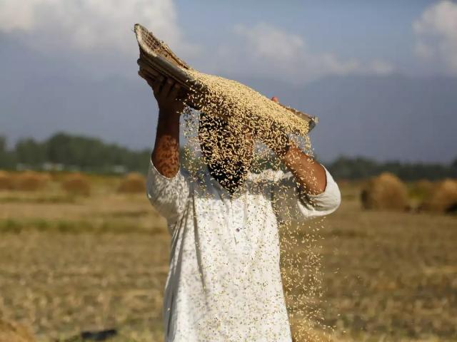 صورة أرشيفية - القمح