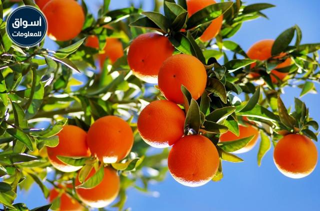مصر تتصدر العالم في تصدير البرتقال بإجمالي 1.6 مليون طن
