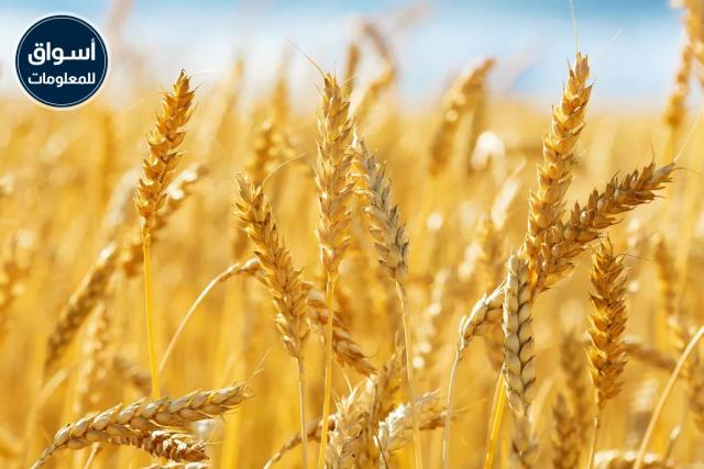 إلغاء مناقصة عالمية لتصدير القمح