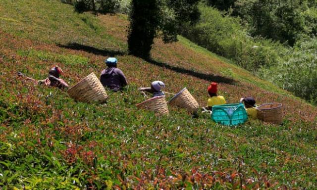 زراعة الشاي في كينيا