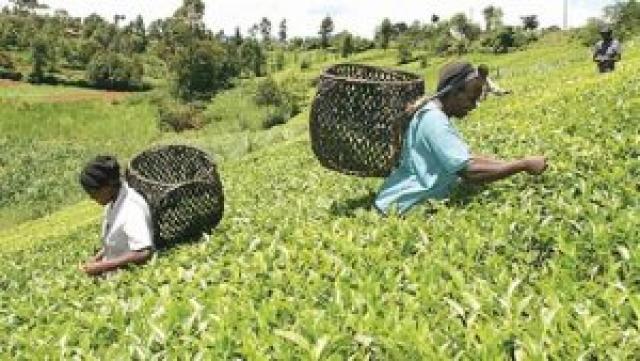 زراعة الشاي في كينيا