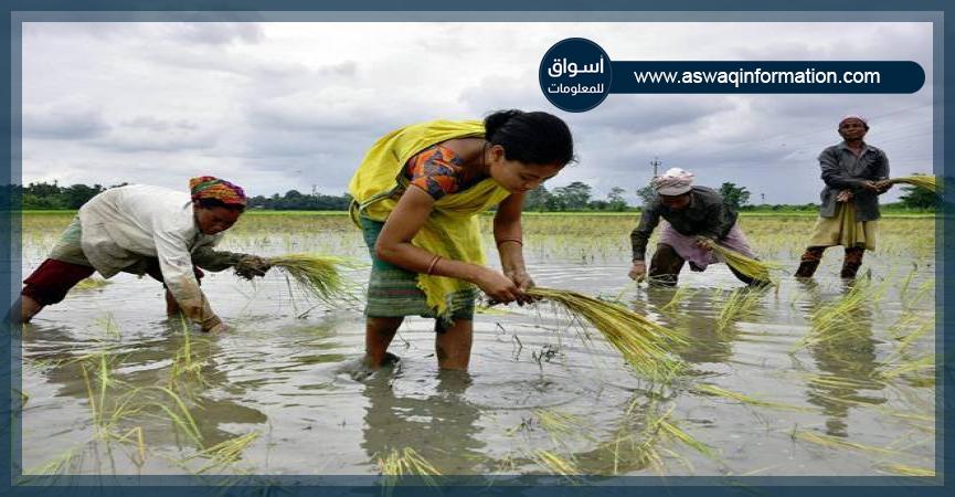 مزارعي الأرز في الهند