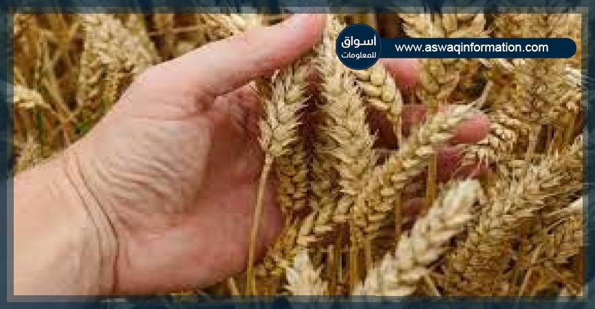 سنابل قمح