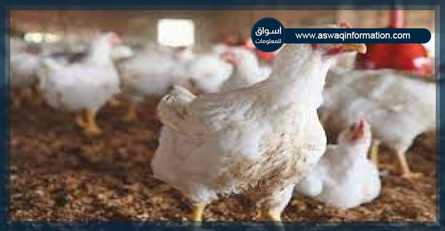 الدواجن