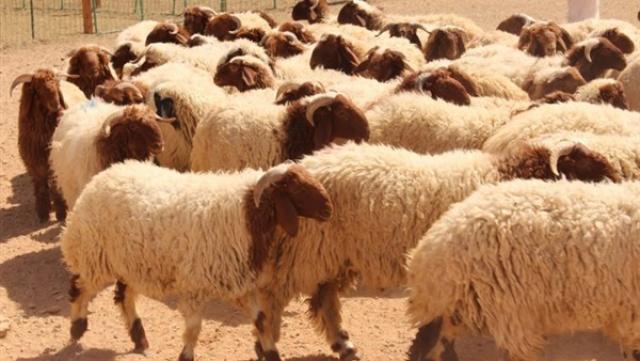 الثروة الحيوانية
