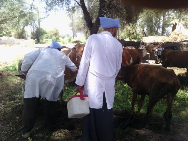 عملية تحصين المواشي