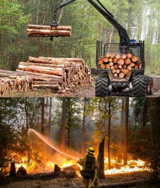 حرائق الغابات 