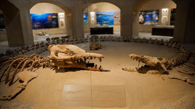  محمية وادي الحيتان 