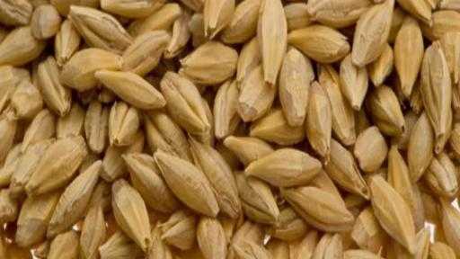 ارتفاع أسعار الشعير الأوكراني مع زيادة الطلب وتراجع المعروض المحلي