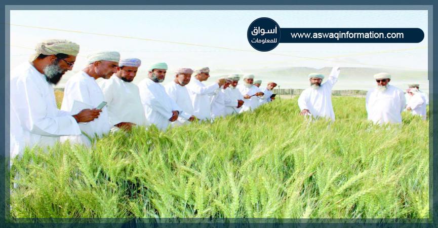 زراعة القمح بسلطنة عمان