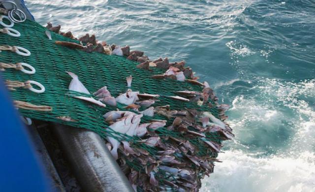 صادرات الأسماك في سلطنة عمان خلال 2020 