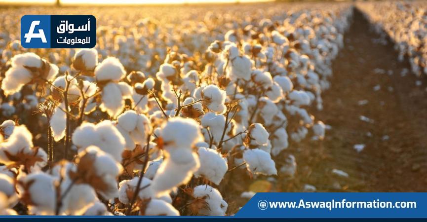 القطن