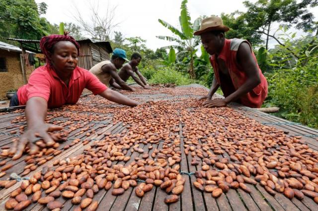 حصاد الكاكاو في غانا