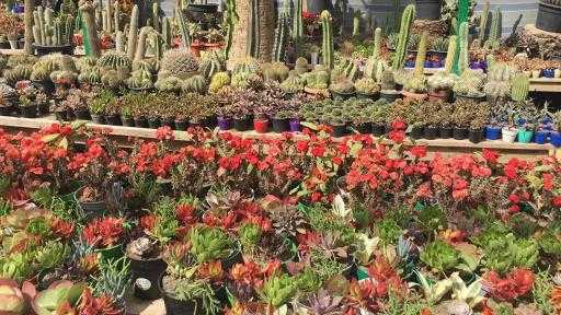 5 فبراير.. ”الزراعة” تبدأ تلقي طلبات المشاركة في النسخة 93 من معرض... 5 فبراير.. ”الزراعة” تبدأ تلقي طلبات المشاركة في النسخة 93 من معرض ”زهور الربيع”