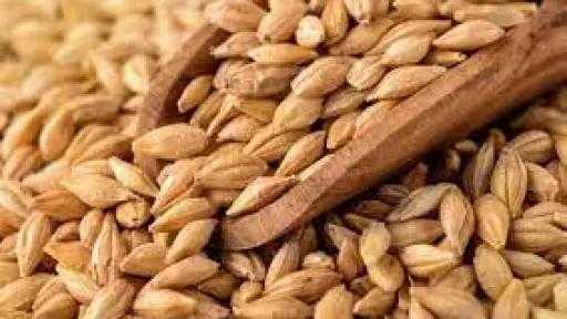 تنامي الطلب الصيني والتركي يعزز استقرار سوق الشعير الأوكراني وسط تراجع المعروض