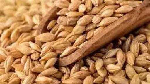 أوكرانيا ترفع صادرات الشعير بنسبة 22% لموسم 2025/2026 رغم تراجع المساحات المزروعة أوكرانيا ترفع صادرات الشعير بنسبة 22% لموسم 2025/2026 رغم تراجع المساحات المزروعة