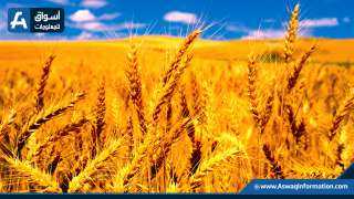 ارتفاع صادرات القمح الأوكرانية بنسبة 28% حتى 17 يناير
