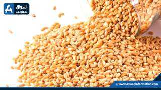 القمح يتراجع بنسبة 2.81% عند التسوية
