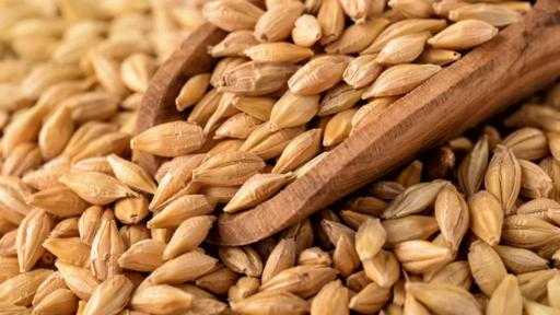 الأردن يطرح مناقصة دولية لشراء 120 ألف طن من الشعير