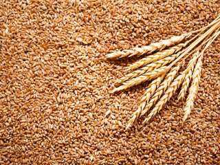 الزراعة الأمريكية تخفض توقعاتها لإنتاج وصادرات القمح الهندي في موسم 2022-23