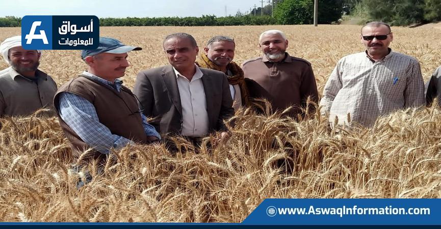 متابعة وزارة الزراعة لحصاد وتوريد القمح